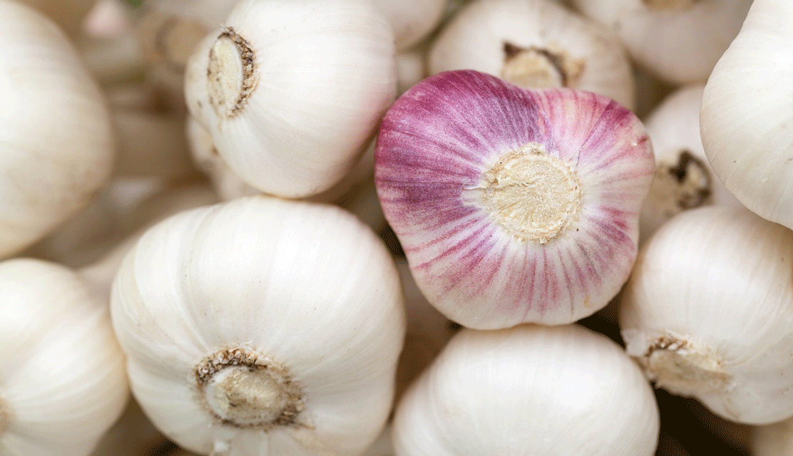 garlic allergy